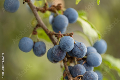 blackthorn, Prunus spinosa, for traditional patxaran manufacturing, Abárzuza, Navarra, Spain, Europe