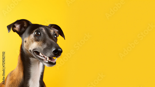 An Italian greyhound with a head tilt and curious gaze on yellow