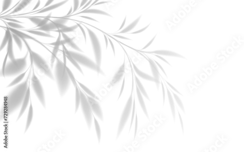 Realistic transparent shadow of a bamboo branch with leaves isolated on a transparent background. Vector illustration