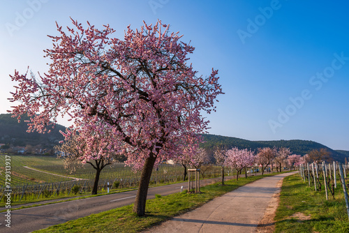 Blooming almond trees in the Palatinate near Gimmeldingen/Germany