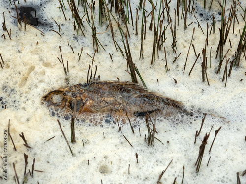 Dead fish perch in the foam. Poisoning of marine fauna, many dead fish on the beach coast