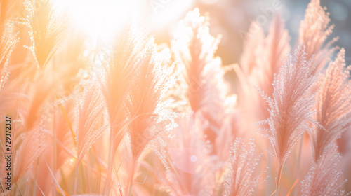 Immerse Yourself in the Delicate Beauty of Growing Pampas Grass, Painting a Background in Peach Fuzz Tones