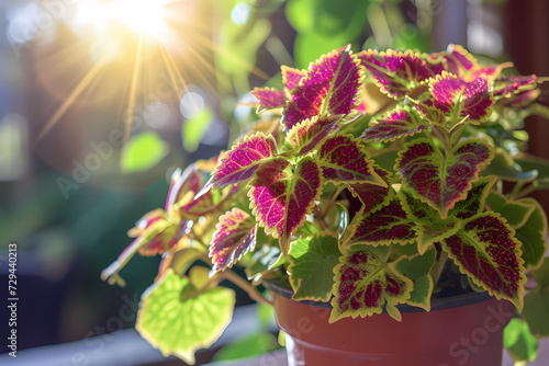 A vibrant coleus plant thrives within a cozy pot nestled in the heart of a sunlit home, its lush foliage adding a burst of color and vitality to the tranquil indoor space