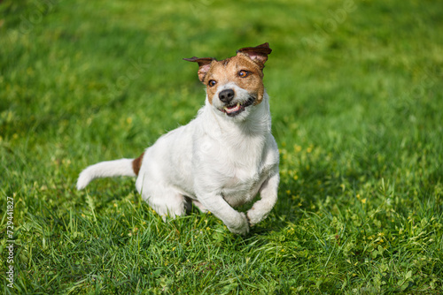 Funny happy dog playing and running outside on fresh spring grass lawn