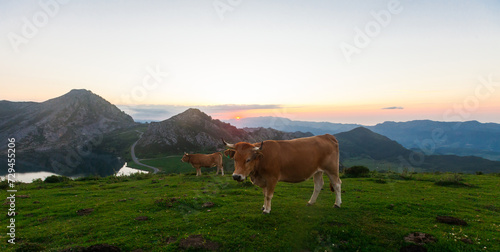 Mountain cow sits on a lawn in a national park at sunset