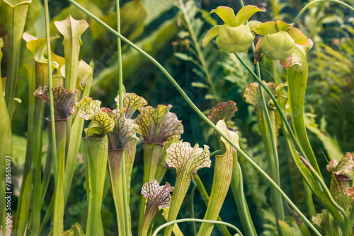 Sarracenia leucophylla carnivorous plants on a wild nature. Pitcher plant is growing in botanical garden. Flowers that eat insects. Lush exotic flora.