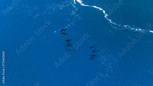 Pod of dolphins swimming in shallow waters near the coral reef system of Moorea island in French Polynesia