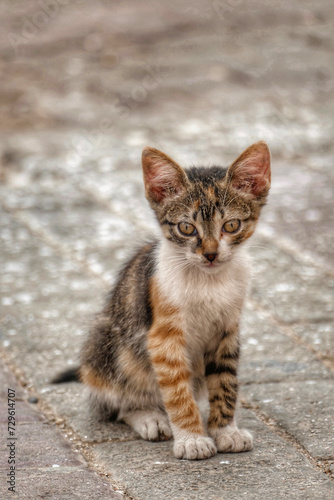 Portrait of an adorable street kitten in Morocco