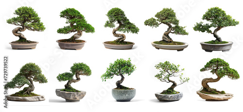 bonsai in a vase isolated on transparency background PNG