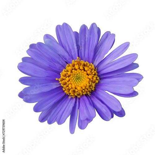 purple aster flower without background