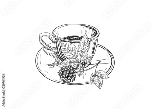 Hand drawn sketch black and white illustration cup of tea Siberian ginseng, leaf, berry. Spiny eleutherococcus. Vector illustration. Elements in graphic style label, sticker. Engraved style.