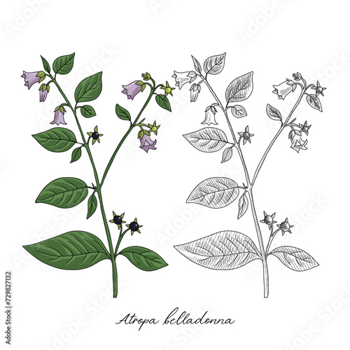 vector drawing belladonna, Atropa belladonna at white background, hand drawn illustration