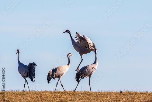 Dancing cranes in a field on a sunny spring day