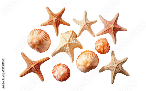High Angle Shot of Seashells and Starfish Shadows, A Seaside Symphony on a White or Clear Surface PNG Transparent Background.