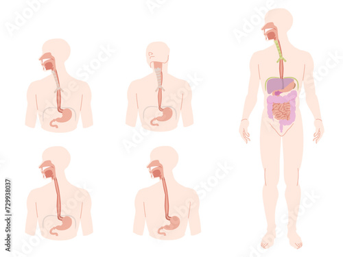 人体 解剖 図 食道 胃 線無し セット 