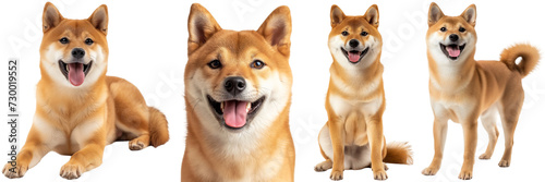 Happy shiba inu dog collection, portrait, standing, lying, sitting, isolated on a white background