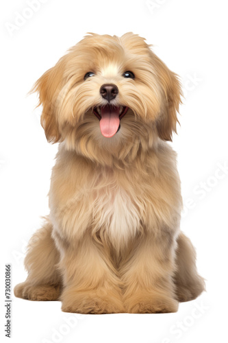 Beautiful happy reddish havanese puppy dog is sitting frontal isolated on a cutout PNG transparent background