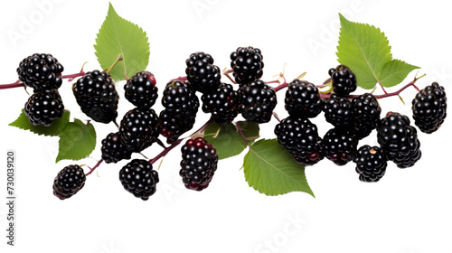 Fresh Ripe Indian Black Mulberry on Transparent background