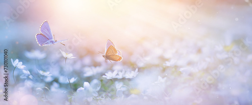 blooming spring flower and fly Butterfly on springtime fores glade; delicate white primroses in the rays of transparent sunlight of the morning light, soft focus macro. Beautiful background of spring 