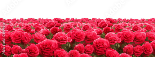 Rose Field Horizon Isolated on Transparent Background 