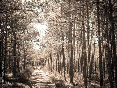 Pine forest in Stilo Poland. Coastal area.