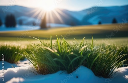 the onset of spring, a sunny spring day, Beautiful delicate plants, the first spring grass, green grass grows from under the snow, dawn and sunset, the sun's rays