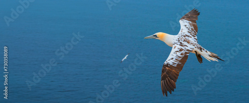 Northern gannet (Morus bassanus), Helgoland island ,Germany