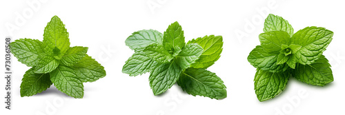 Fresh green mint leaves on transparency , png