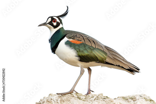 Lapwing on Transparent Background