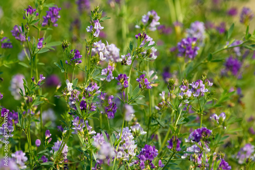 Blooming with purple flowers alfalfa agricultural field in summer.