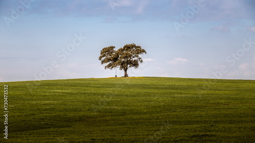 Árbol solitario en un campo de hierba verde en primavera