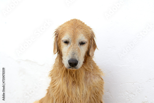 Dois cachorros da raça golden retriever nadaram na piscina, mas ficaram tristes na hora de tomar banho de mangueira.