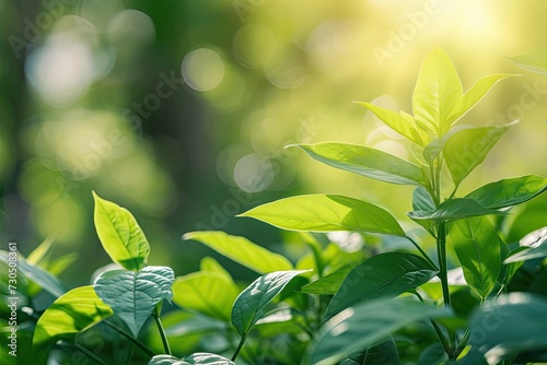 Sunny day nature background featuring Toddalia asiatica plant