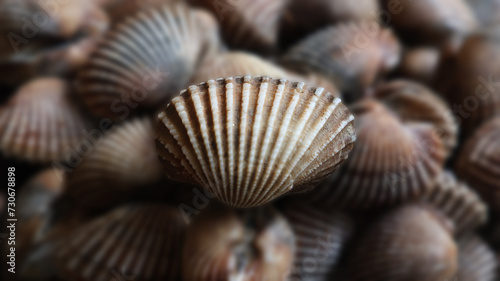 Fresh cockles shells perfect for seafood background or wallpaper