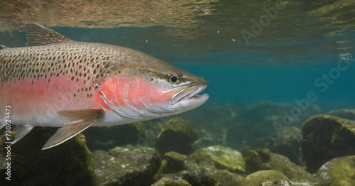 A vibrant steelhead trout swimming in clear freshwater, perfect for fishing and outdoor enthusiasts.