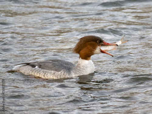 Gänsesäger (Mergus merganser)