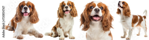Happy brown cavalier king charles spaniel collection, sitting, lying, standing and portrait, isolated on a white background