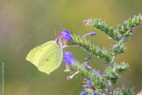 Common brimstone butterfly - Gonepteryx rhamni resting on viper's bugloss - Echium vulgare