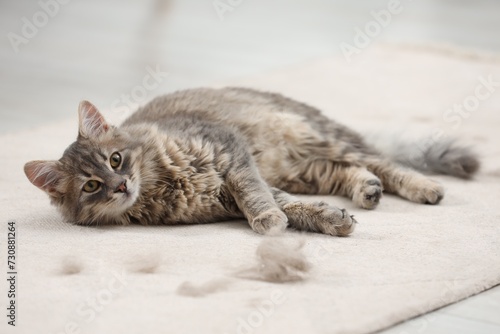 Cute cat and pet hair on carpet indoors