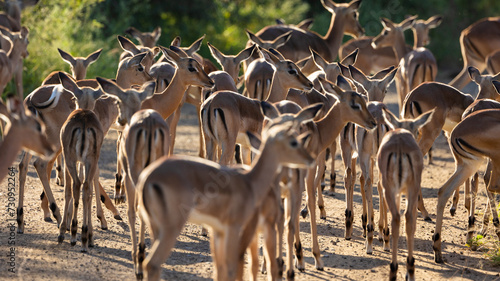 a large herd of impala