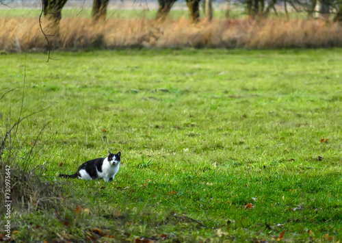 Dzika biało-czarna kocica ciężarna chodzi po trawie na wsi