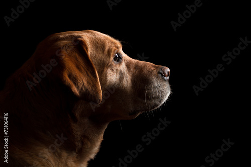 yellow labrador retriever dog profile head portrait in the studio against a black background