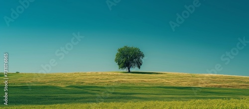 Solitary, blue-skied field with one tree in the center.
