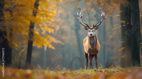 wildlife photography, a majestic deer in a misty forest during autumn, serene and peaceful, shot with a long lens for shallow depth of field, early morning