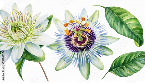 watercolor tropical flowers white passiflora set
