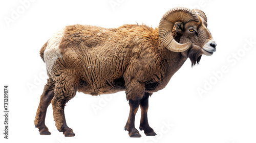 Majestic Ram With Large Horns Standing on White Background