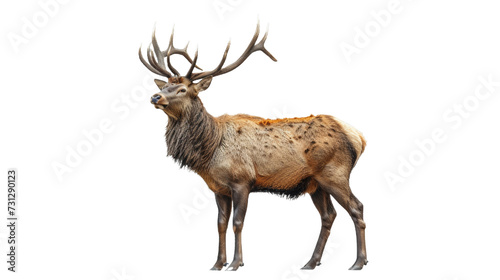 Large Deer Standing Next to White Background