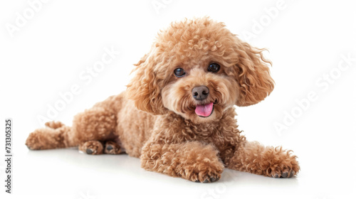 adorable tan poodle with a fluffy coat sitting and looking to the side with its tongue out