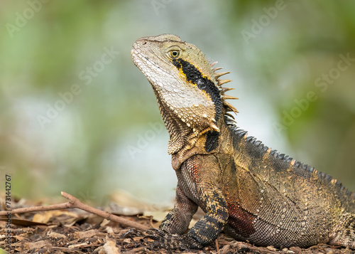 An eastern water dragon male in contemplative mood as it suns itself on the Gold Coast in Queensland, Australia