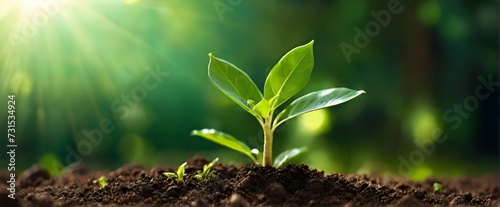 A beautiful green little plant coming out of the earthen soil with a beautiful blurred green background with sunbeams with space for inscriptions or logos. Green planet concept.
